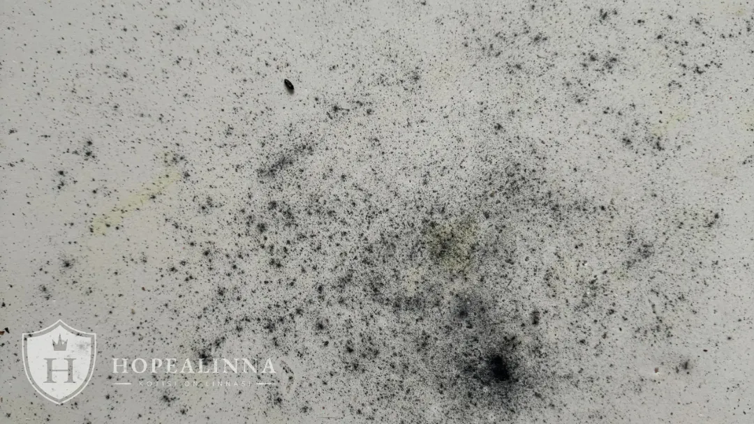 65_Hopealinna_kuntotarkastus